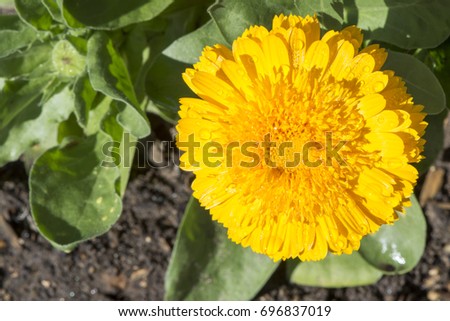 Single yellow calendula officinalis (pot marigold), double cultivar growing in it's natural garden and foliage setting as it's back drop.