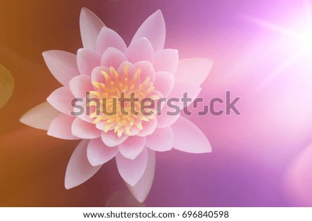 Lotus flowers in pastel colors sweet background