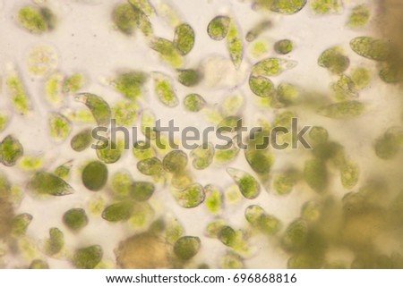 Euglena is a genus of single-celled flagellate Eukaryotes under microscopic view for education. Royalty-Free Stock Photo #696868816