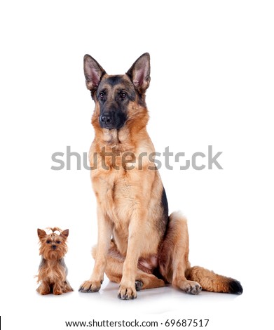 Group of Chihuahua and German Shepherd, isolated on white background, studio shot.