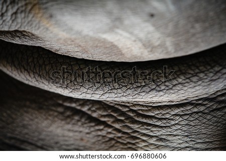 Rhinoceros in forest Africa,Gray animal skin texture background.