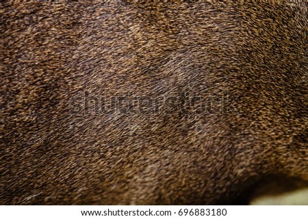 Deer in forest Africa,brown animal skin texture background.