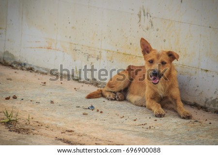 Red abandoned homeless stray dog is lying in the street. Little sad abandoned dog on footpath. Lonely homeless stray dog is laying at urban road. Royalty-Free Stock Photo #696900088