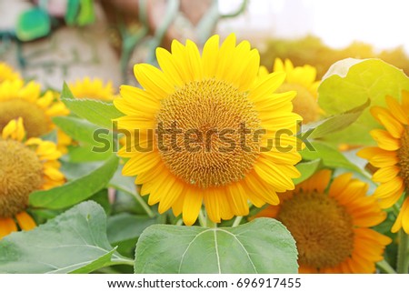 Close up of sunflower with sunlight