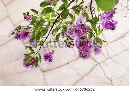 Beautiful flowers on marble wall for background