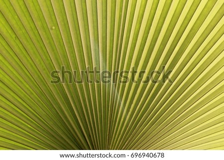 palm leaf pattern close up for Background