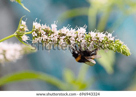 Wild honey bee on flowers of peppermint