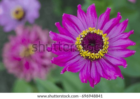 Beautiful flowering. Summer wildflower. Zinnia. Macro image with sunlight.