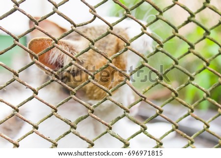 A homeless cat in a cage