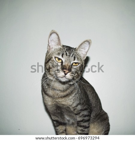 Bored cat with white background.