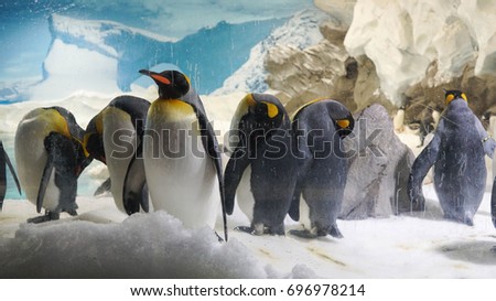 Penguin in Aquarium Royalty-Free Stock Photo #696978214