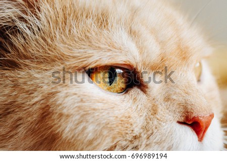 Nose and eye cat