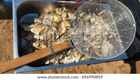 Fish with boiled on a plate
