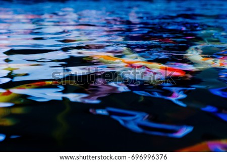 blurred fish pond background / Fancy carp /  Mirror carp
