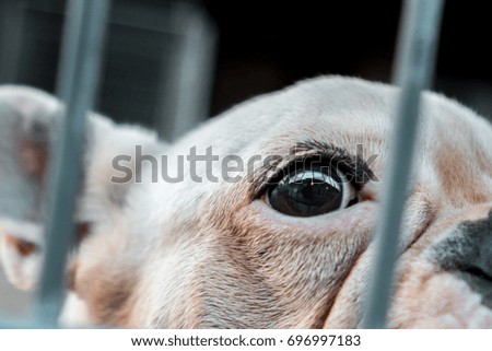 Trapped dog's eye