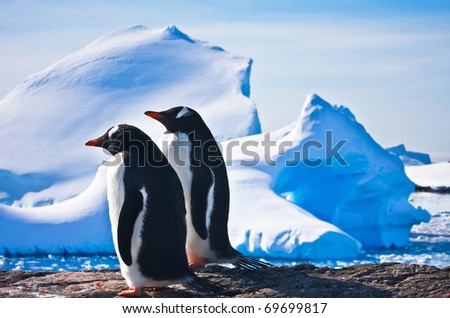 Two penguins dreaming sitting on a rock, glaciers in the background