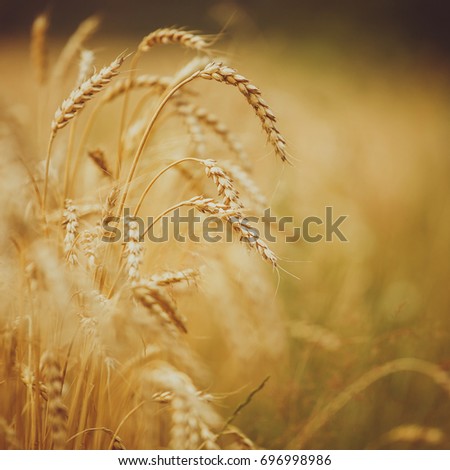 Wheat field. full of ripe grains, golden ears of wheat or rye close up with drops of dew. soft light effect. Rich harvest Concept. majestic rural landscape. retro style. vintage filter
