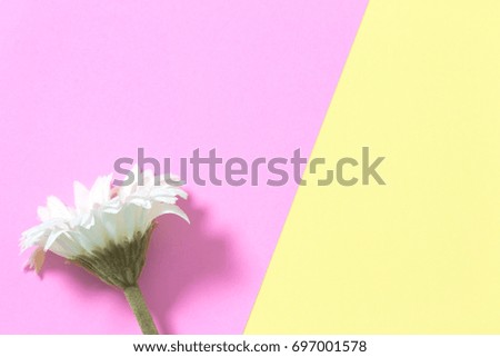 Flower flat lay on pastel background with copy space. Soft effect filter. Minimal concept.