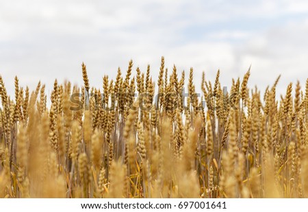 
Gold wheat field and blue sky. The idea of a rich harvest concept. Rural landscape under shining sunlight. Soft lighting effects. for the design. creative images. 