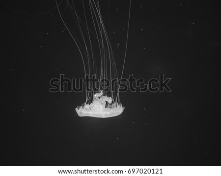 A black and white picture of a jellyfish floating on background