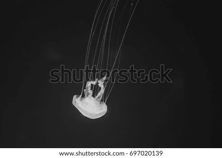 Jelly fish, A black and white picture of a jellyfish floating on background