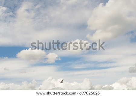 Different clouds in the blue sky and a seagull