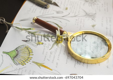 The study of plants. Botanical sketches of Edelweiss elements and written notes to them in the sketchbook. Magnifying glass, microscope, watercolor, Edelweiss flower and sketchbook on the desktop. Royalty-Free Stock Photo #697043704