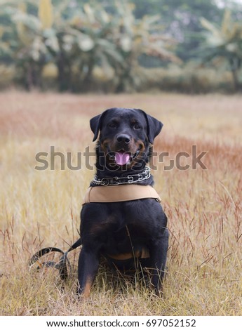 Rottweiler type dog is cool to play in the field