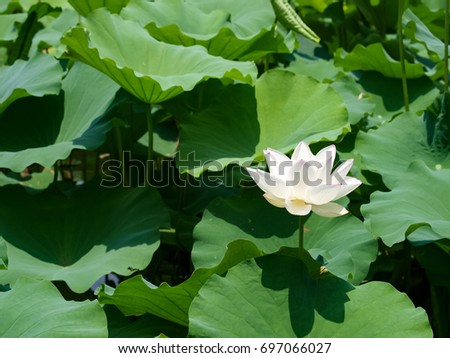 Beautiful lotus water plant in a pond