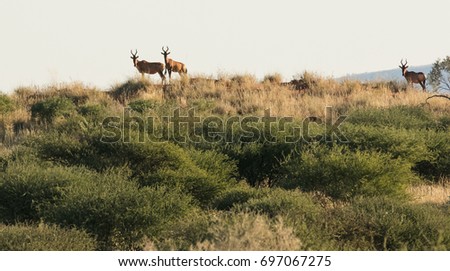 a small group of Red Hartebees standing on a red sand dune in the kalahari desert in the Northern Cape province of south africa Royalty-Free Stock Photo #697067275