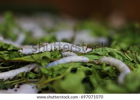 Closed up silk Worm eating mulberry leaves softy and burred background ,Shallow depth of field
