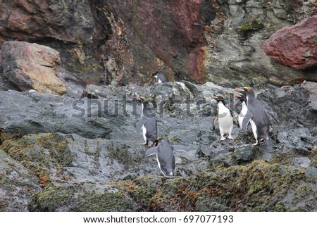 A huddle of Macaroni penguin in the Antarctic