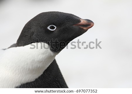 A close up of an Adélie penguin in the Antarctic