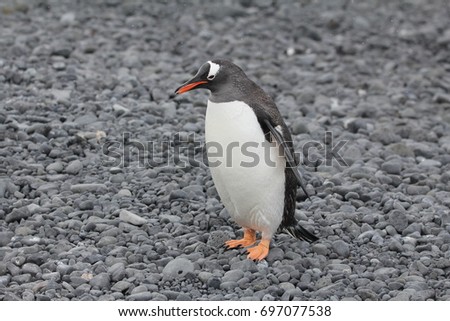 A close up of an Gentoo penguin in the Antarctic