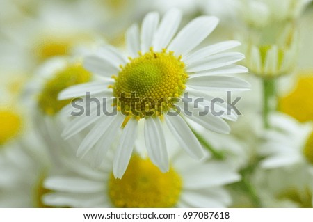 Daisies in grass against