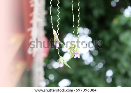 Pink flowers hanging a beautiful scenes/Water Canna/Flowers picture on a soft magnolia on the background blurred
