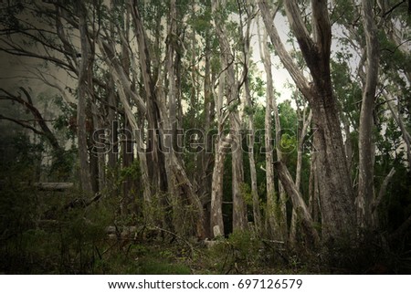 Forest stock image. Nature background photo. Mystical forest