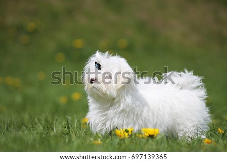 Maltese puppy outdoors. Maltese in the green.