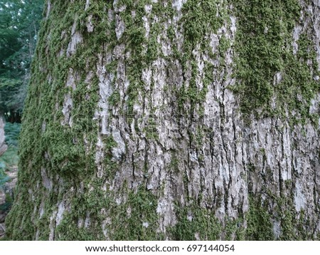 rough tree bark