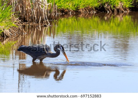 Great Blue Heron with a small fish in it's bill