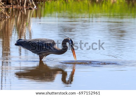 Great Blue Heron with it's bill open from an unsuccessful catch attempt 