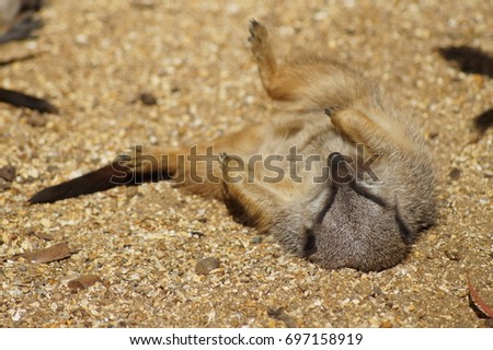 Meerkat lying on its back in the sun shine