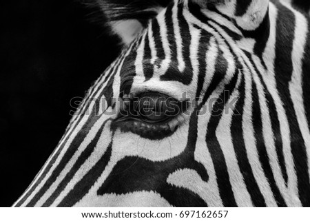 close up shot of zebra face