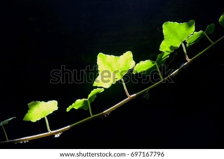 beautiful background of green leaves of a tree with illumine of sun light in black background.  