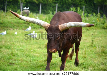 Ankole-Watusi is a modern American breed of domestic cattle. It derives from the Ankole group of Sanga cattle breeds of central Africa. It is characterized by very large horns.