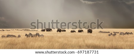 Stormy skies over the red oat grass of the Masai Mara. A panorama with herds of elephants and zebra during the annual Great Migration.  Royalty-Free Stock Photo #697187731