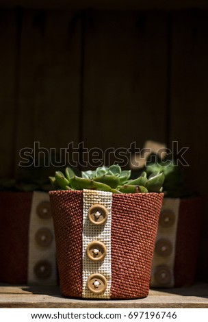 Houseplant in a pot