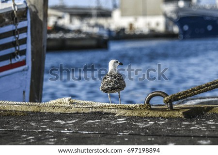 A seagull sitting on a quay in a harbor, with a background of water and ships.