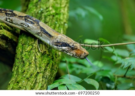 Boa constrictor Rincon de la Vieja national park Costa Rica