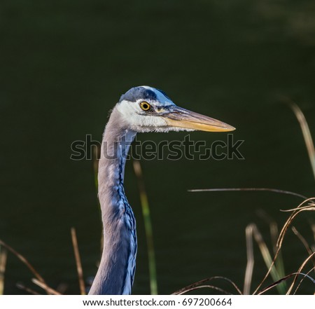 A Great Blue Heron looks for fish at Fort Cronkhite. Royalty-Free Stock Photo #697200664
